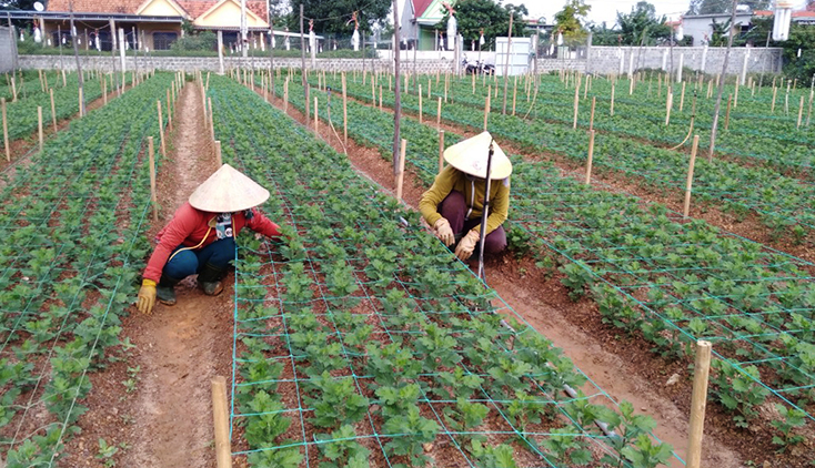 Người dân Lý Trạch chăm sóc hoa vụ Tết.