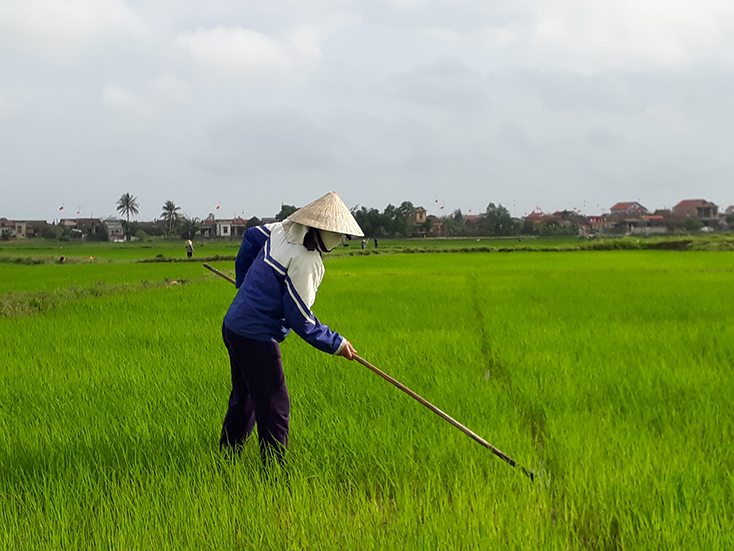 Nông dân HTX Thượng Phong, xã Phong Thủy chăm sóc lúa đông-xuân.