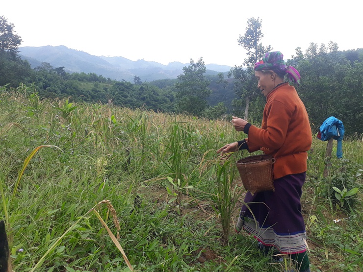Mất mùa, nhiều rẫy lúa của bà con người Khùa, người Mày ở xã Trọng Hóa lưa thưa hạt.