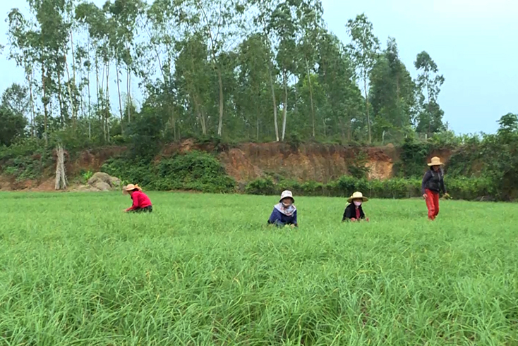 Cây nén mang lại thu nhập ổn định cho người dân Hoa Thủy.