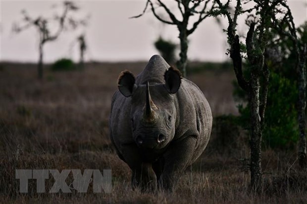 Tê giác đen tại khu vực Nanyuki, Kenya, đứng trước nguy cơ tuyệt chủng. (Ảnh: AFP/TTXVN)