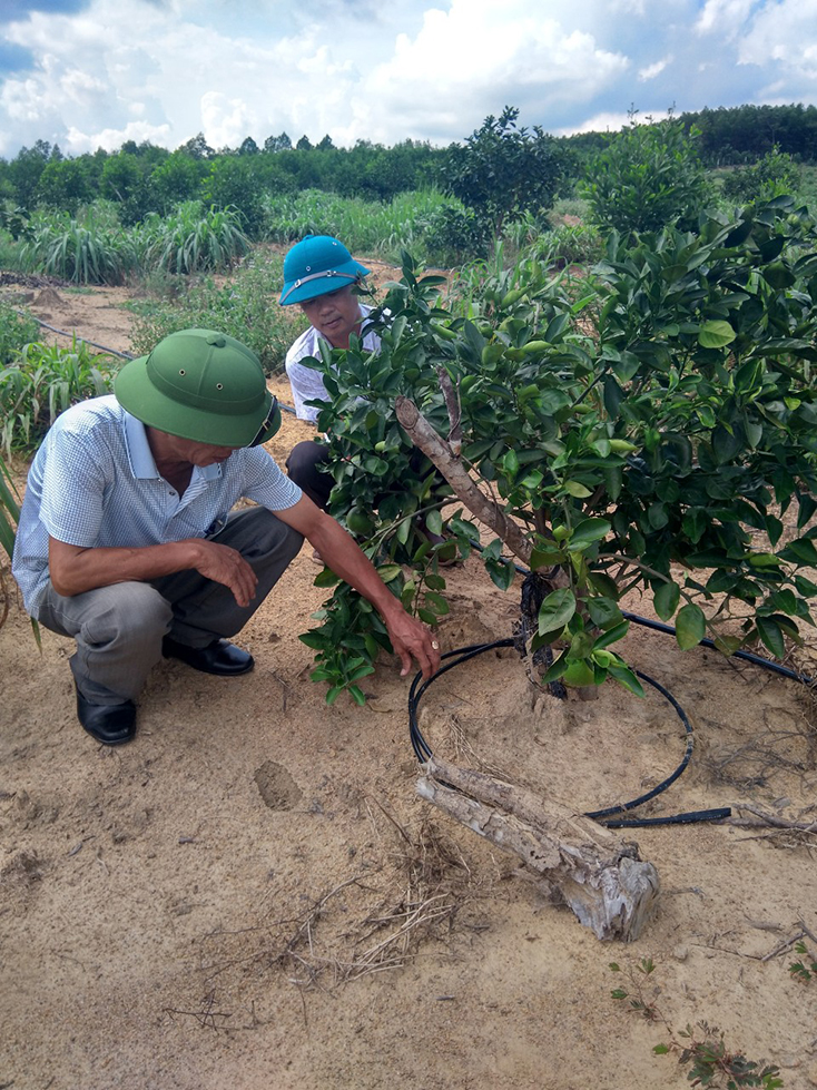 Mô hình cam thâm canh tại xã Nam Hóa, Tuyên Hóa được áp dụng hệ thống tưới nhỏ giọt hiện đại.