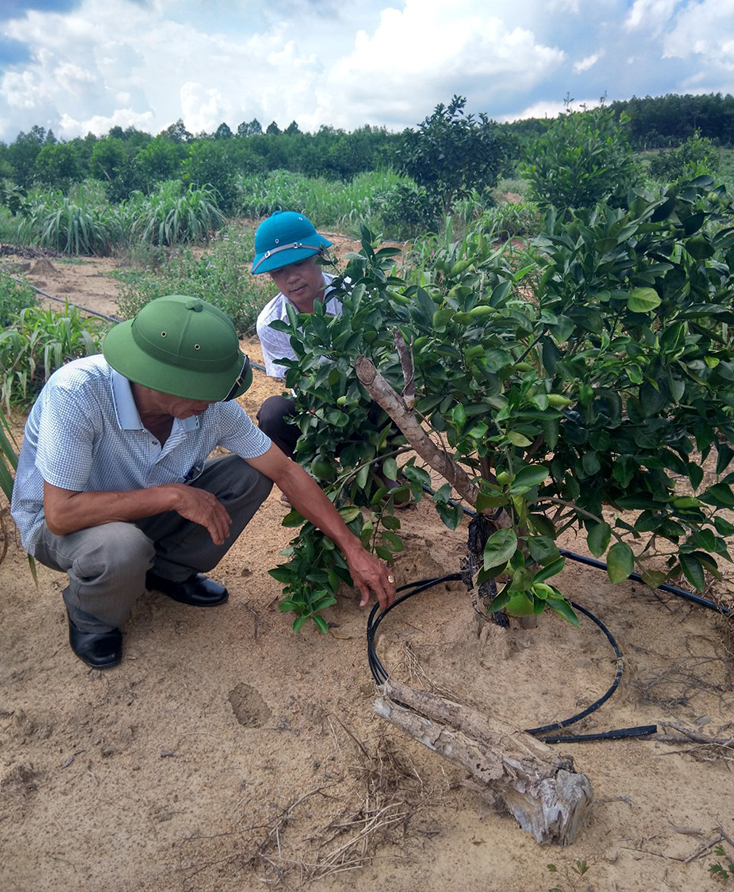 Mô hình cam thâm canh tại xã Nam Hóa, Tuyên Hóa được áp dụng hệ thống tưới nhỏ giọt hiện đại. 