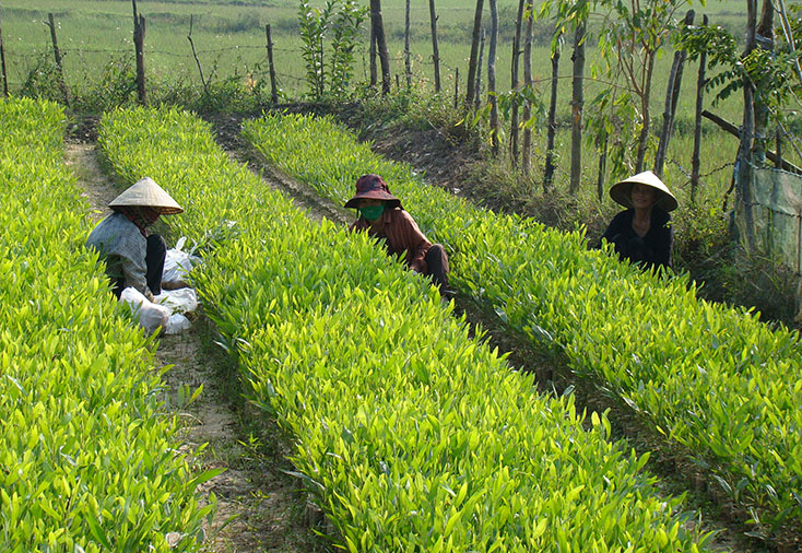 UBND tỉnh chỉ đạo các địa phương, đơn vị chủ động giống cây lâm nghiệp phụ vụ cho phong trào trồng rừng năm 2020.   Ảnh: A.T