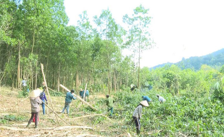 Người dân thôn Tân Xuân, xã Xuân Hóa đang thu hoạch gỗ keo nguyên liệu 