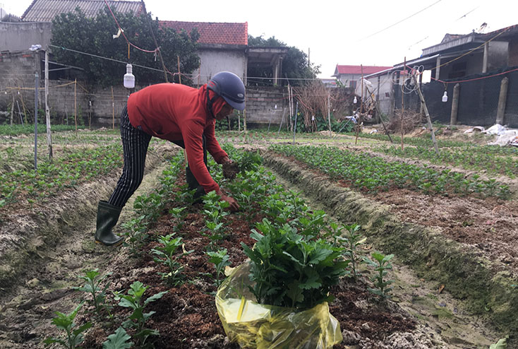 Người trồng rau màu ở xã Hồng Thủy luôn vất vả, cần mẫn suốt ngày đêm. 