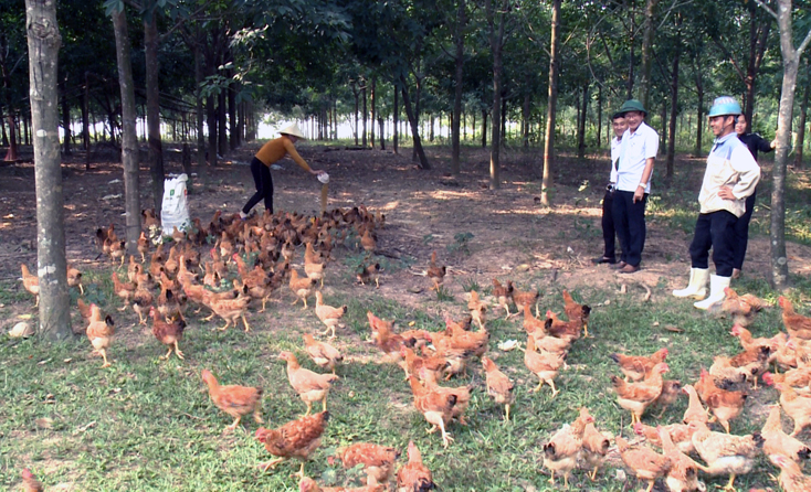 Bố Trạch tập trung phát triển kinh tế trang trại theo hướng bền vững, mở rộng quy mô và nâng cao giá trị sản phẩm.