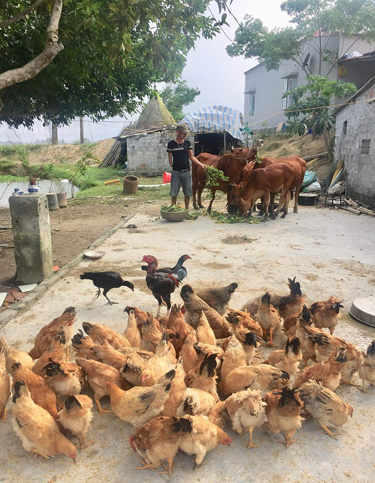 Mô hình kinh tế tổng hợp của gia đình anh Phạm Hữu Sỹ mang lại thu nhập ổn định. 