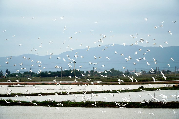 Đất lành. Ảnh: Tiến Hành