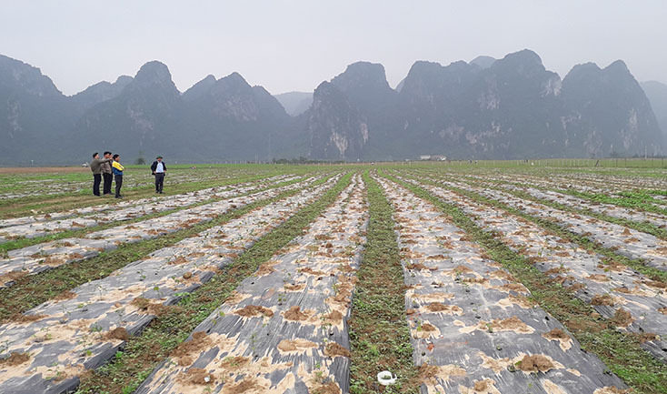 Mô hình sản xuất liên kết theo chuỗi giá trị cà gai leo của anh Lê Đức Hà, thôn Xuân Tổng, xã Văn Hóa hứa hẹn mang lại hiệu quả cao. 