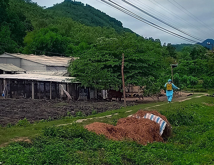 Cán bộ thú y xã Quảng Tiên phun hóa chất tiêu độc khử trùng phòng tránh dịch tả lợn Châu Phi.