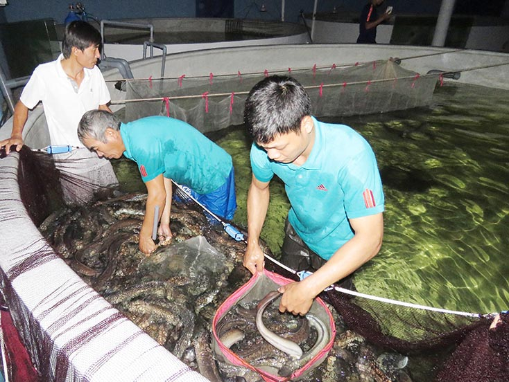 Cá chình được kỳ vọng sẽ tạo nên thương hiệu riêng cho vùng cát Lệ Thủy. 