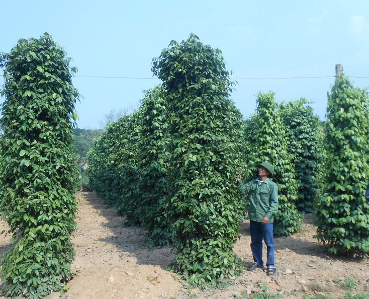 Chi bộ TDP Liên Cơ chỉ đạo nhân dân chuyển đổi cơ cấu cây trồng, vật nuôi, chú trọng các loại cây, con có lợi thế.