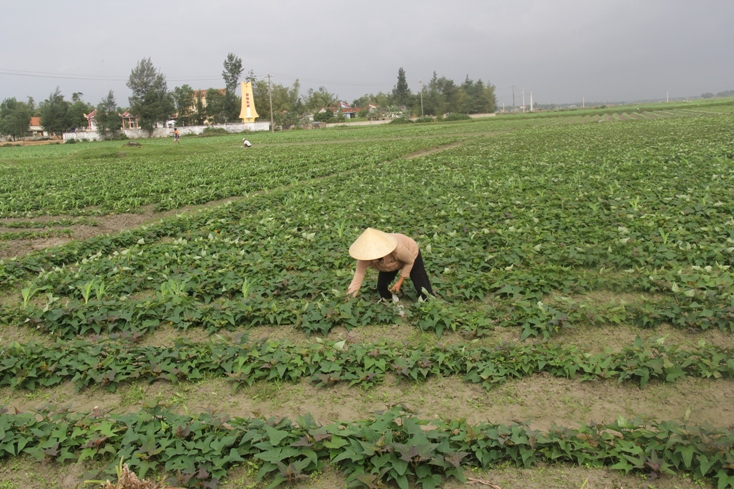 Các hội viên phụ nữ thị xã Ba Đồn tích cực lao động sản xuất, vươn lên thoát nghèo. (Ảnh: Đ.V)