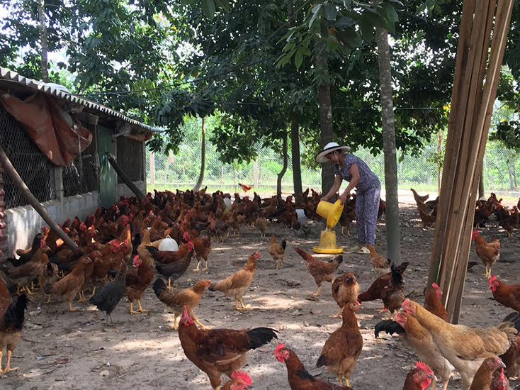 Nhờ mô hình phát triển kinh tế trang trại, nhiều hộ gia đình ở xã Thái Thủy đã vươn lên thoát nghèo, có cuộc sống khá giả. 