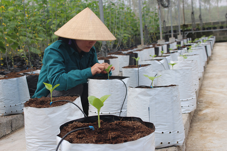 Hiệu quả mô hình trồng rau công nghệ cao của Công ty CP thực phẩm xanh Đông Dương.