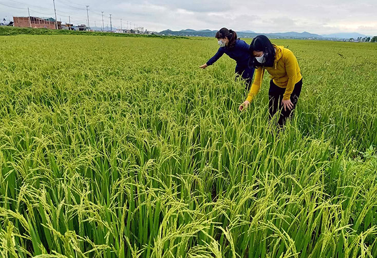 Cán bộ nông nghiệp TX. Ba Đồn kiểm tra tình hình phát triển cây lúa đông-xuân trên địa bàn.
