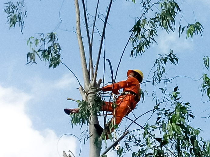 Chặt tỉa cành ngọn cây có nguy cơ gãy, đổ vào đường dây 110kV