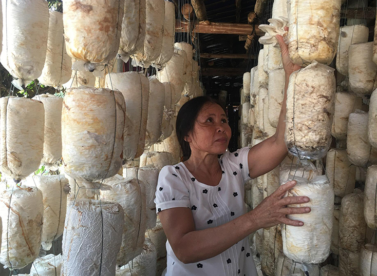 Nhờ cây nấm, nhiều chị em phụ nữ xã Hải Ninh đã thoát nghèo, có thu nhập ổn định. 