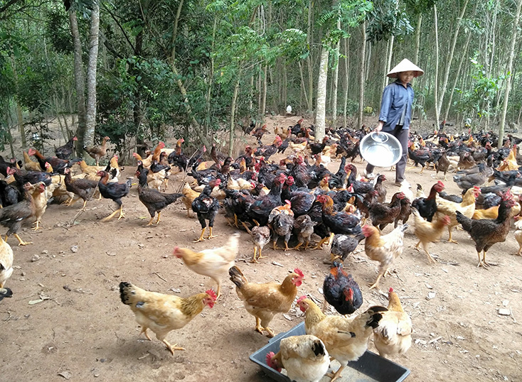  Chuỗi liên kết gà sinh học của Nguyễn Văn Nhị xuất hơn 5 tấn thịt gà/tháng. 