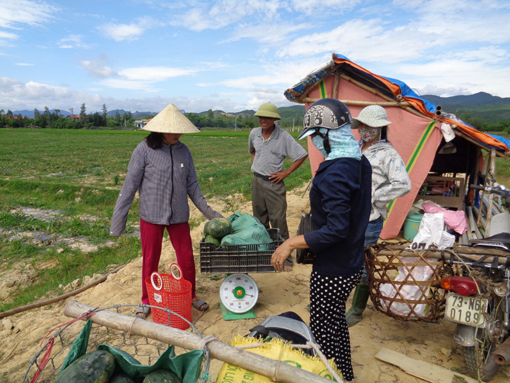 Dưa hấu Hàm Ninh đạt năng suất bình quân 240 tạ/ha, cao hơn năm ngoái 10 tạ/ha. 