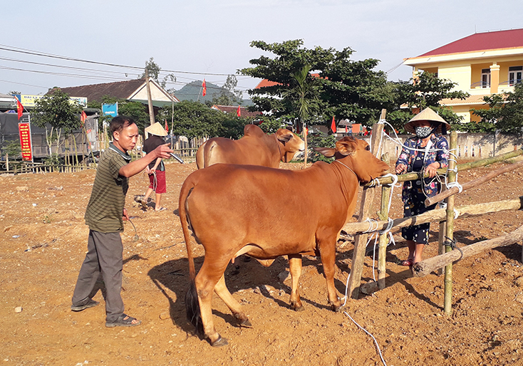 Người dân chủ động đưa gia súc đi tiêm vắc xin phòng bệnh. 