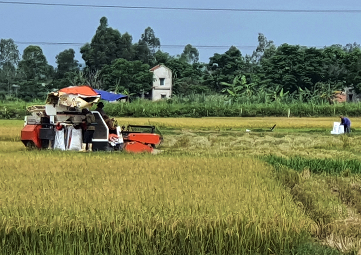 Nông dân Bố Trạch đang thu hoạch lúa đông-xuân