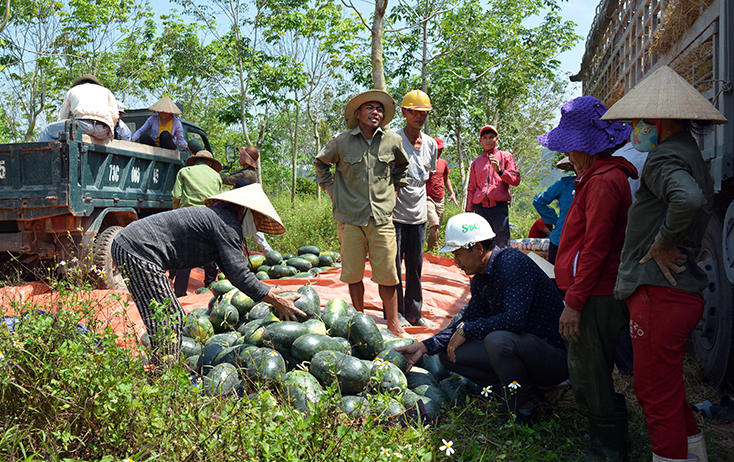 Dưa hấu ở vùng đồi Sơn Lộc đậm đà, được thương lái đến thu mua tận nơi.