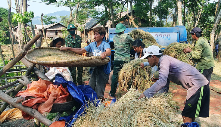 BĐBP tuốt lúa giúp dân bản