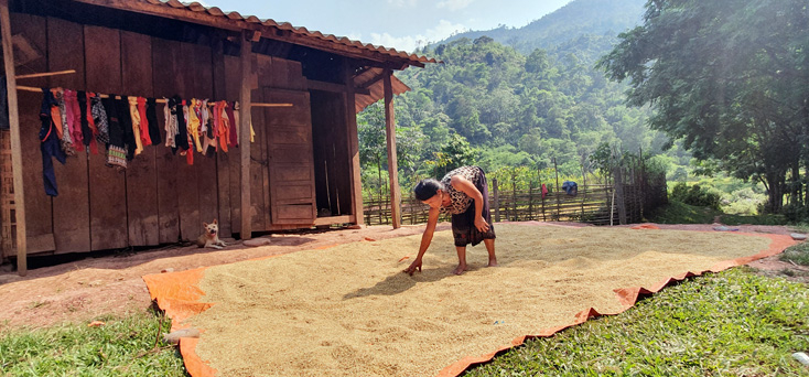 Phơi lúa sau thu hoạch