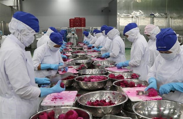 Nhà máy Lavifood (Bến Lức, Long An) mỗi đợt có thể thu mua hơn 1.000 tấn thanh long của nông dân để chế biến thành các sản phẩm như nước uống, sây dẻo, cấp đông… để xuất khẩu. (Ảnh: Bùi Giang/TTXVN)