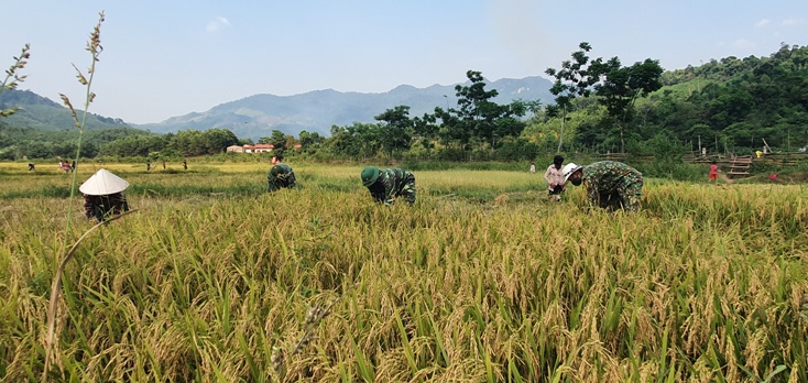 Tình quân dân trên cánh đồng lúa Ka Ai
