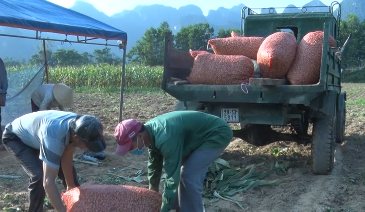 Nông dân xã Trung Hóa bán lạc ngay tại ruộng với giá cao nên ai cũng phấn khởi. 