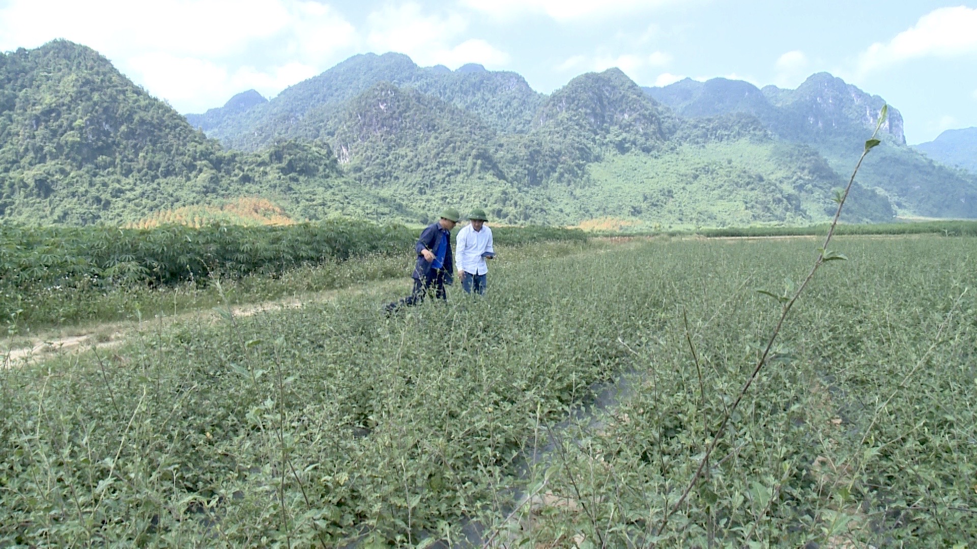hiệu quả từ mô hình trồng cây cà gai leo mở ra hướng đi mới trong sản xuất nông nghiệp, góp phần chuyển đổi thành công cơ cấu giống cây trồng trên diện tích đất đồi kém hiệu quả trên địa bàn