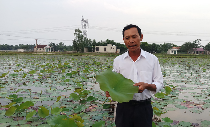  Anh Phan Quốc Thắng bên ruộng sen 2ha của mình