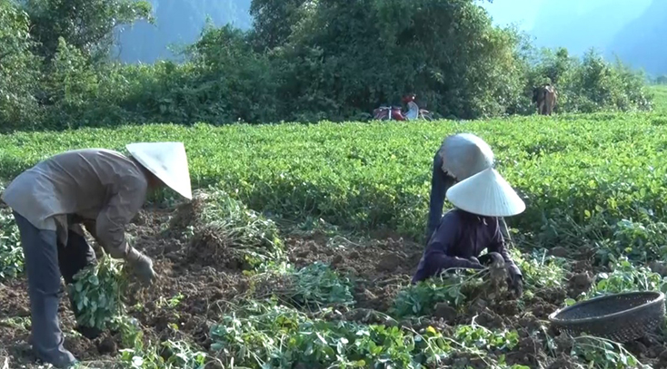 Người dân Minh Hóa phấn khởi vì cây lạc vừa được mùa, vừa được giá.