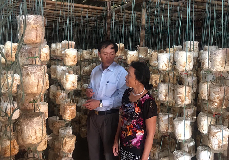 Đồng chí Chủ tịch Ủy ban MTTQVN TX. Ba Đồn Nguyễn An Bình kiểm tra 1 mô hình trồng nấm hiệu quả trên địa bàn