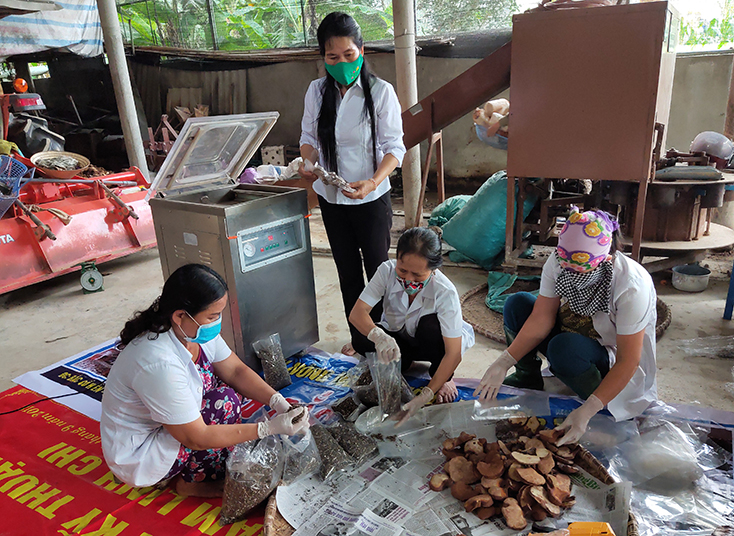 Sản phẩm nấm linh chi của HTX Bắc Tiến đang từng bước tiêu chuẩn hóa nhằm nâng hạng OCOP. 