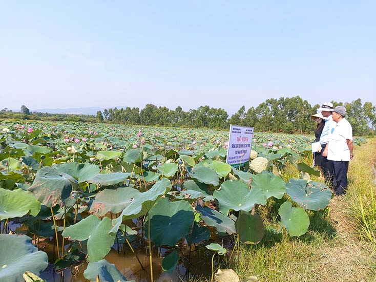 Cây sen trên vùng đất trũng vừa nâng cao sinh kế cho nông dân, vừa thúc đẩy du lịch. 