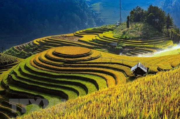 Ruộng bậc thang Mù Cang Chải vào mùa lúa chín. (Nguồn: TTXVN)