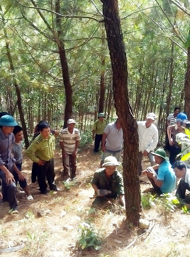 Kiểm lâm Bố Trạch phối hợp với các lực lượng tổ chức kiểm tra, tập huấn về khai thác thông và công tác PCCCR.