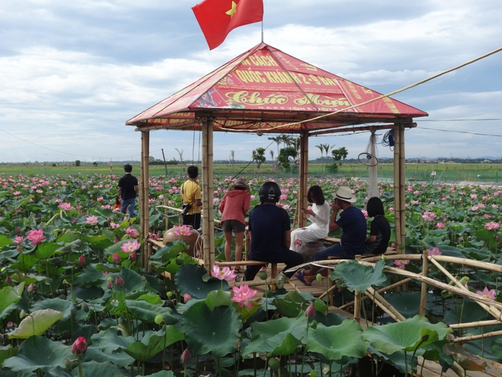 Đầm sen ở làng Mai Hạ.