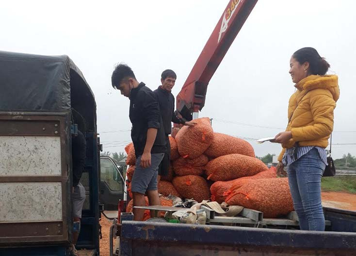 Cơ sở Đức Năm liên kết sản xuất bao tiêu sản phẩm với những hộ trồng lạc ở xã Tân Thủy và các vùng lân cận. 