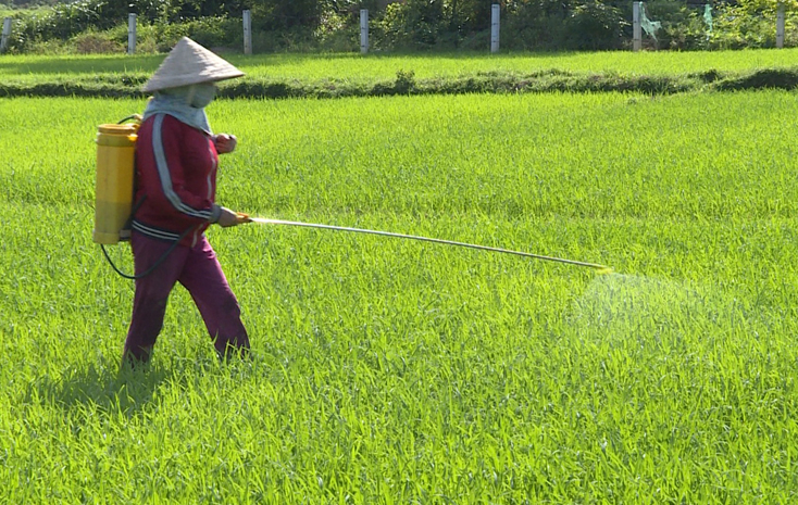 Bà con nông dân tỉnh ta đang phun thuốc phòng trừ rầy lưng trắng và sâu cuốn lá nhỏ