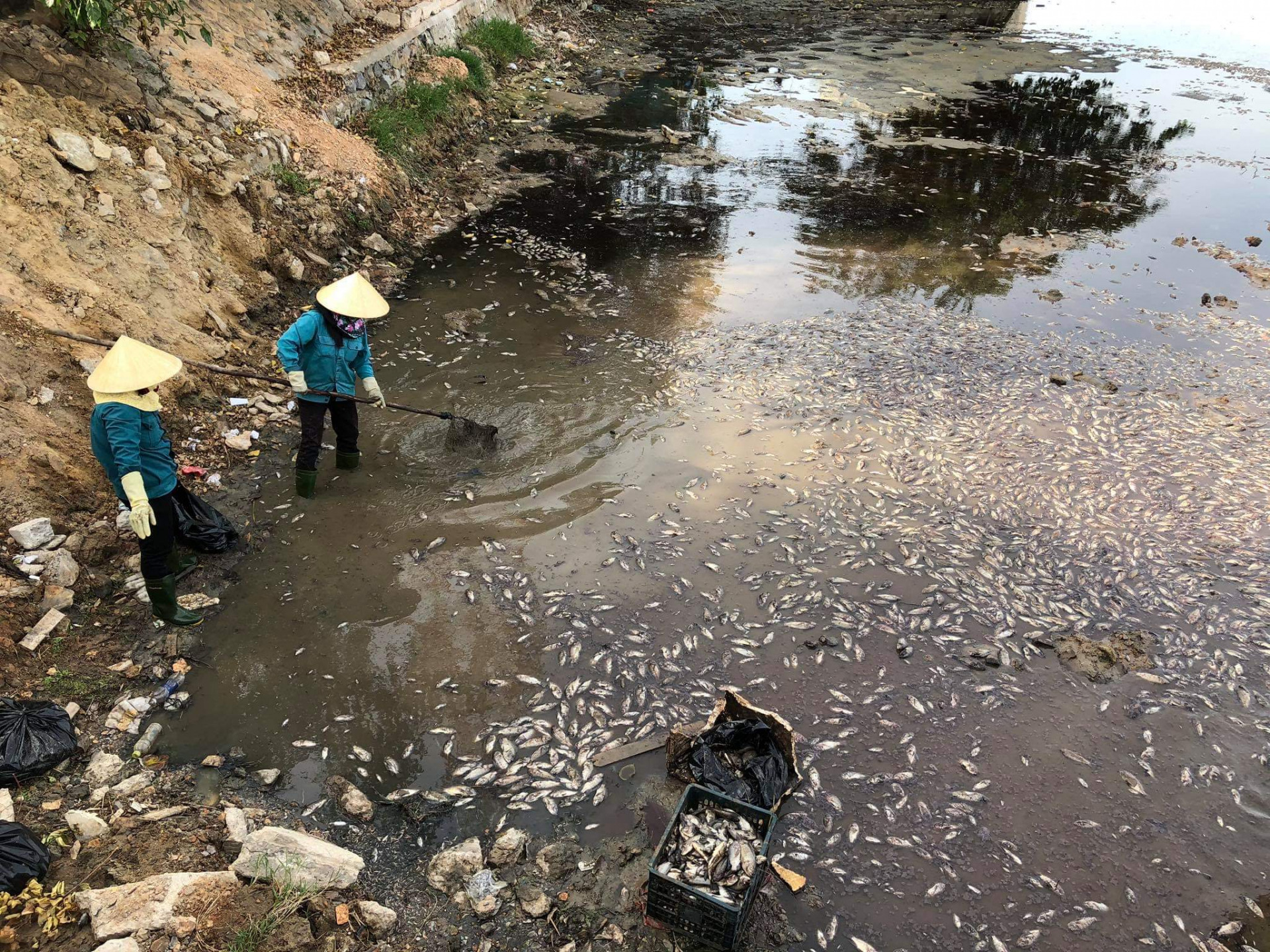 Cá chết dày đặc tại hồ Trạm, gây ô nhiễm môi trường và ảnh hưởng đến cuộc sống người dân khu vực quanh hồ. 