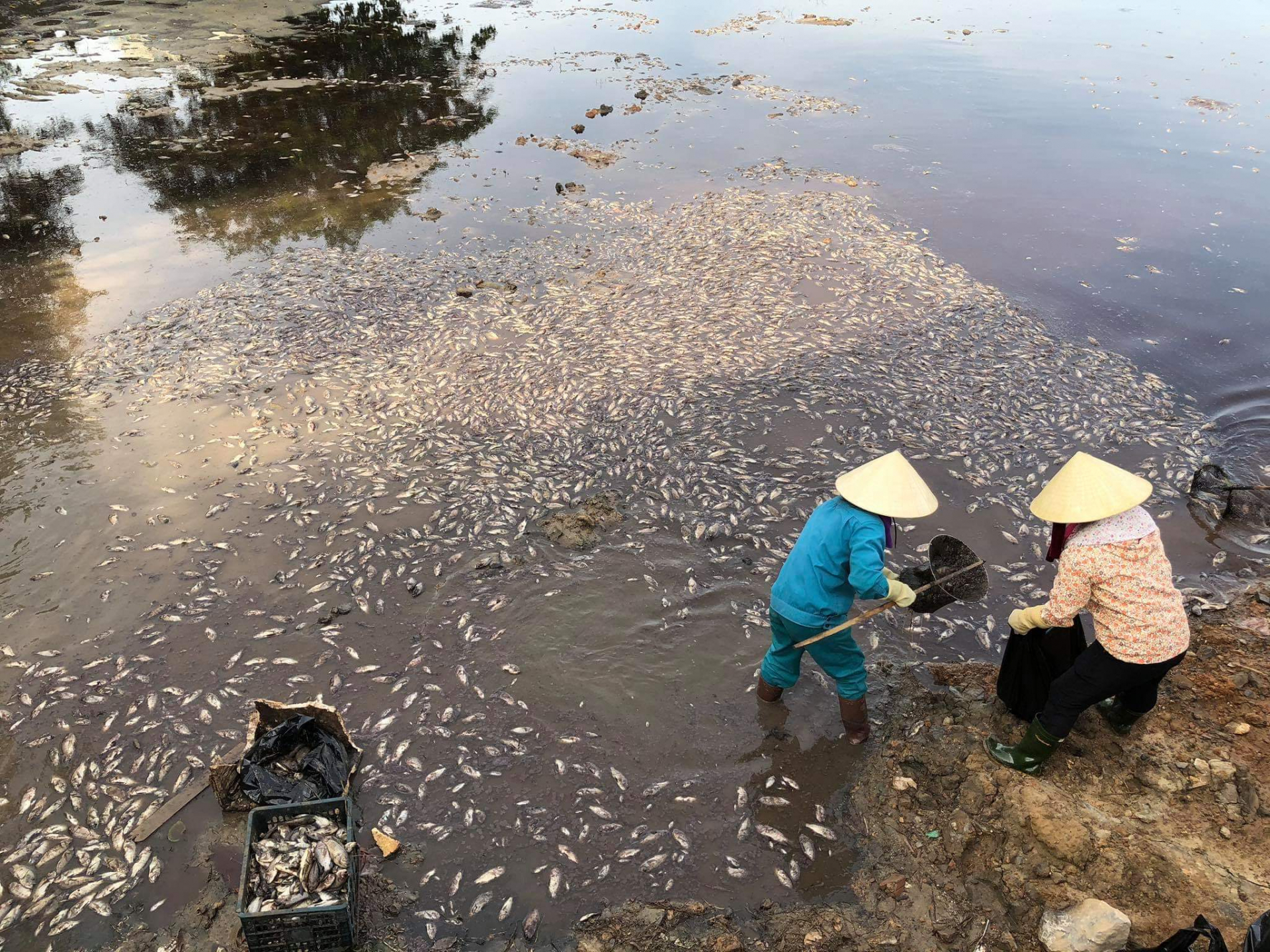 Công nhân Trung tâm Công viên  Cây xanh TP. Đồng Hới vớt, thu gom xác cá 