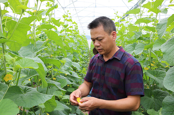 Mô hình trồng dưa lưới trong nhà màng của anh Võ Minh Sáng, phường Quảng Long, thị xã Ba Đồn mở ra hướng đi mới cho nông nghiệp địa phương. 