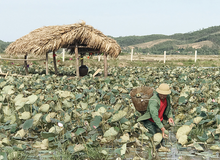   Bố Trạch khuyến khích người dân mở rộng các dịch vụ phục vụ phát triển du lịch