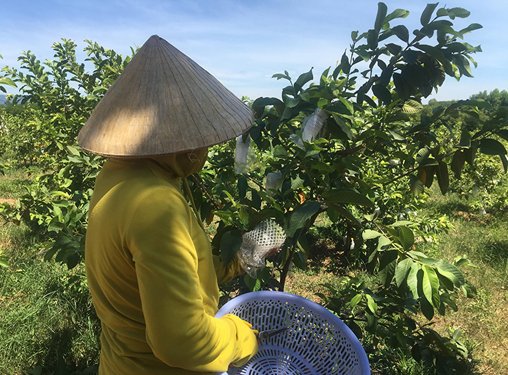 Mô hình trồng ổi trên địa bàn huyện Bố Trạch giúp nhiều hộ dân ổn định cuộc sống