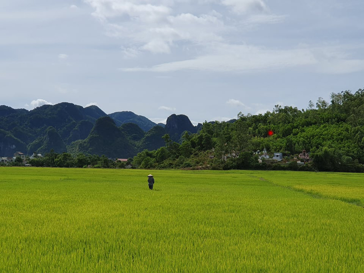 Bà con nông dân huyện Minh Hóa đang chăm sóc lúa hè-thu